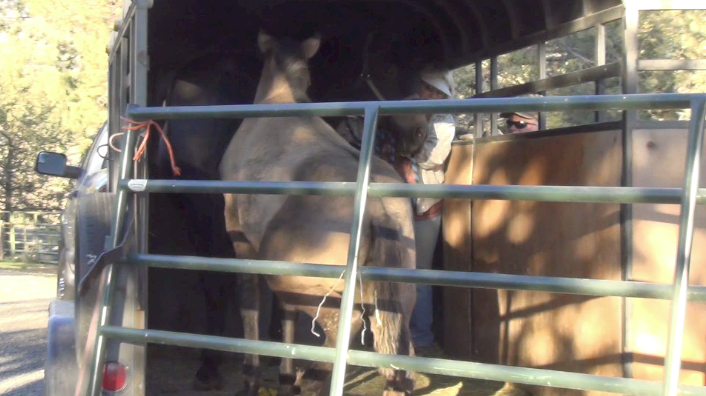 Charlotte the loading the trailer