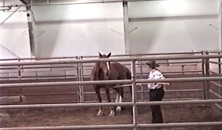 Western States Wild Horse and Burro Show – Day 1 Western States Wild Horse and Burro Show – Day 1