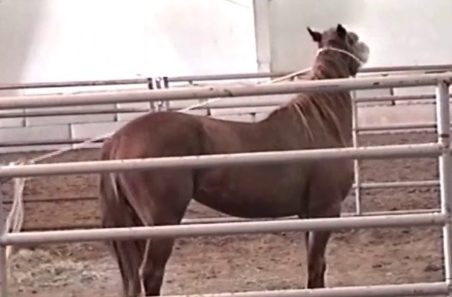Western States Wild Horse and Burro Show – Day 2 Western States Wild Horse and Burro Show – Day 2