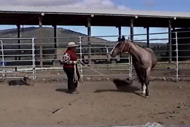 Kitty doing ground work with a horse