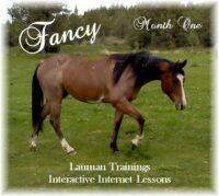 Interactive Lessons on DVD