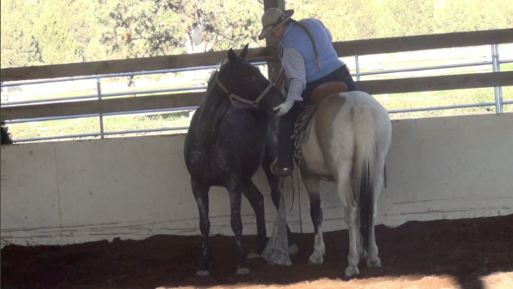 Indian Ponies – Mare – Shima – Month 1 Day 13 Indian Ponies – Mare – Shima – Month 1 Day 13