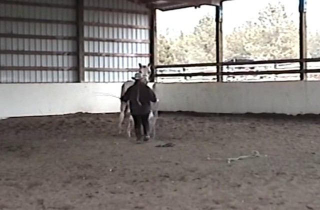 Wild One – Buckshot – Day 19 Wild One – Buckshot – Day 19