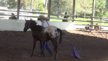 Indian Ponies – Weanling – Seekseekqua – Month 2 Day 3