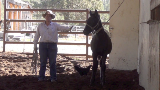 Indian Ponies – Weanling – Seekseekqua – Month 2 Day 4