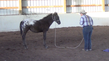 Indian Ponies – Weanling – Seekseekqua – Month 2 Day 5