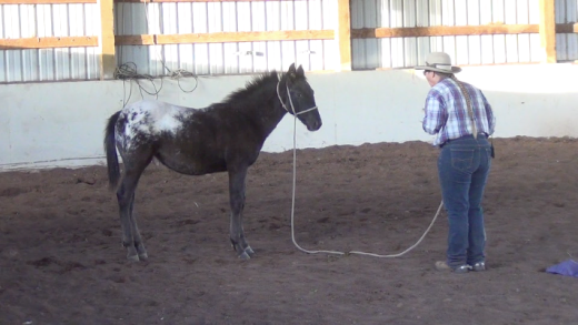 Indian Ponies – Weanling – Seekseekqua – Month 2 Day 5
