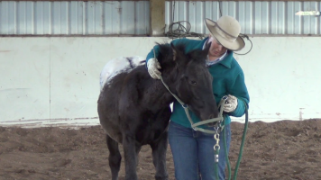 Indian Ponies – Weanling – Seekseekqua – Month 2 Day 6