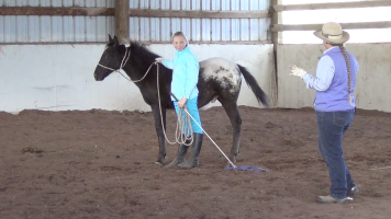 Indian Ponies – Weanling – Seekseekqua – Month 2 Day 7
