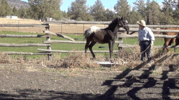 Indian Ponies – Weanling – Seekseekqua – Month 2 Day 8