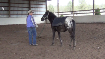 Indian Ponies – Weanling – Seekseekqua – Month 2 Day 9