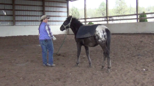 Indian Ponies – Weanling – Seekseekqua – Month 2 Day 9
