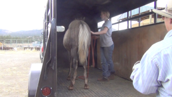 Taylor and her Foal – Daily Lesson #10