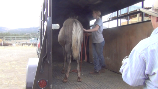 Taylor and her Foal – Daily Lesson #10
