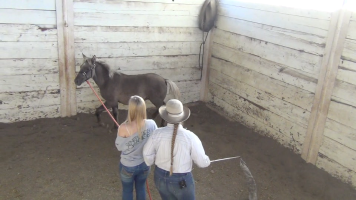 Taylor & her Foal – Daily Lesson #7