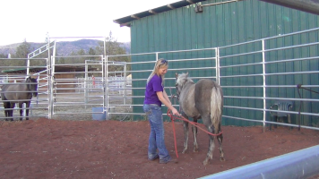 Taylor & her Foal – Daily Lesson #8