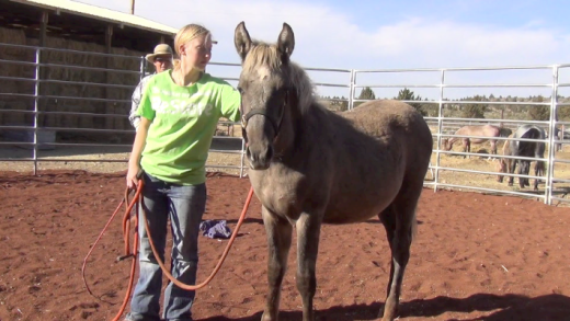 Taylor & her Foal – Daily Lesson #9