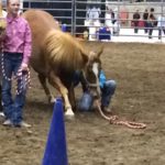 foal bowing