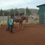 lunging under saddle